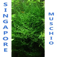 piante vere vive pianta per acquario di acqua dolce muschio vesicularia dubyana