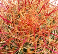 Ferocactus chrysacanthus