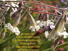 Nickendes Leimkraut, Silene