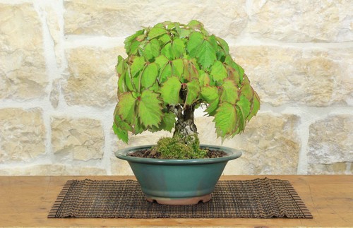Bonsai vite giapponese - di, (89)