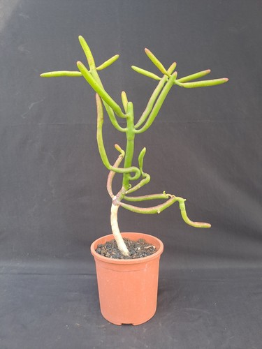 Euphorbia alluaudii - , f