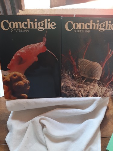 Conchiglie tutti mari i - conchiglie,