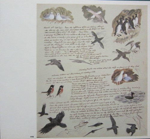 Bellissima stampa uccelli - bellissima,