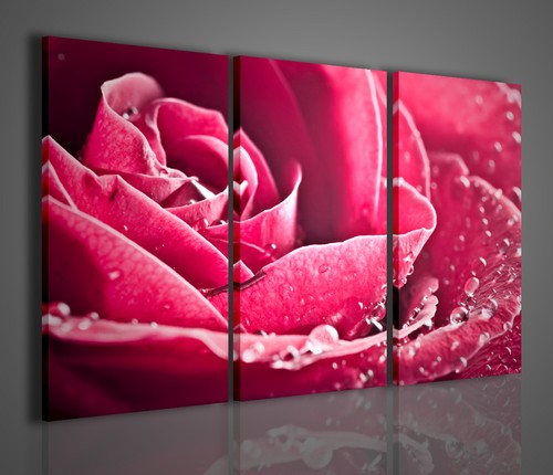 Quadro moderno beatiful rose - quadro,