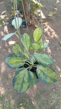 Piume pavone hoya - piume, di