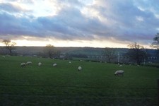 Photo 6x4 Sheep grazing