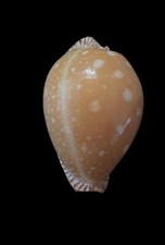 Seashell  Cypraea guttata 51mm
