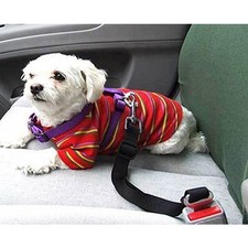 Guinzaglio di Collare da