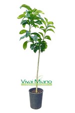 Pianta di Pomelo - Immagine