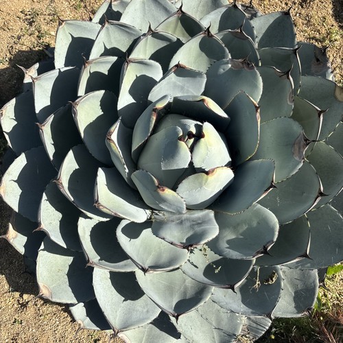 Agave parryi var truncata - truncata,