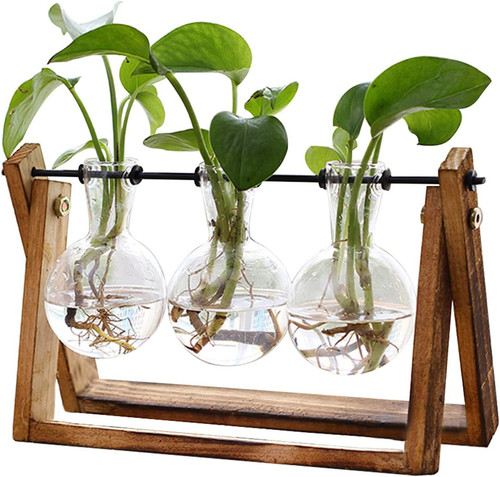 Terrario per piante con - terrario,