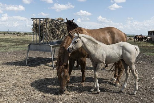 Foto venere texas - foto:,