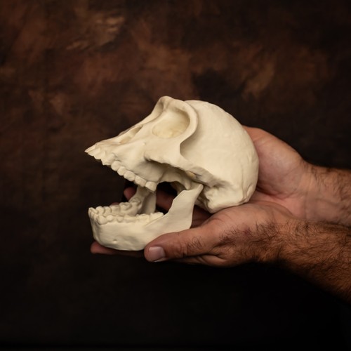 Australopithecus lucy skull - lucy,
