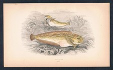 1870 - Lumaca Mare Snail Fish