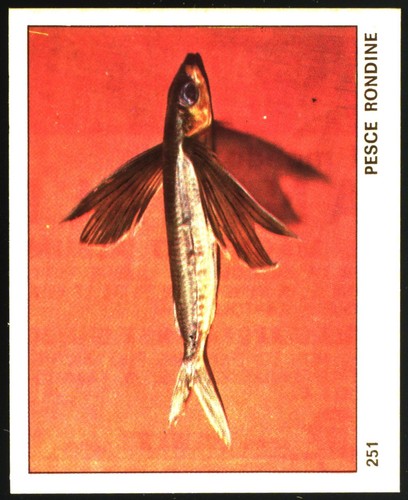 Mondo degli animali - degli, (1970)