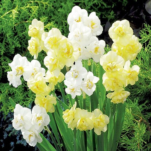 Narcisi bulbi fiori - di,