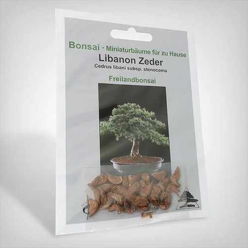 Semi piante bonsai cedro - bonsai,