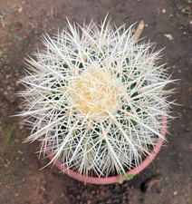 ECHINOCACTUS GRUSONII VAR. ALBISPINUS - PIANTA DA GIARDINO - DIAM 16  H 15 CM