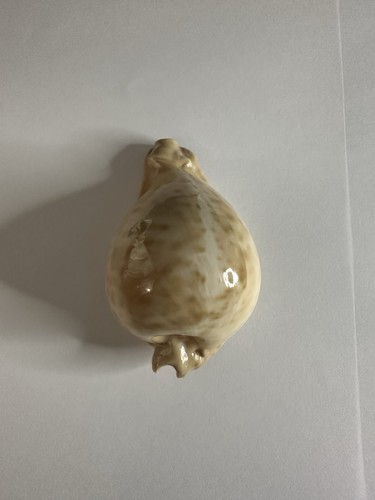 Cypraea umbilia - cypraea,,