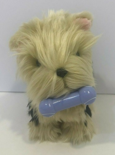 American girl terrier cucciolo - girl,