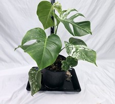 Monstera Albo Borsigiana