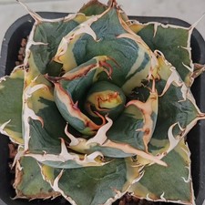 Rare Cacti Agave titanota