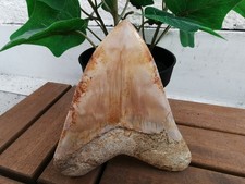 Denti Megalodonte Indonesiano