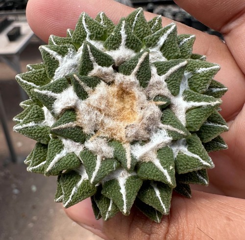 Ariocarpus kotschoubeyanus