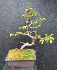 Bonsai di Abete  Rosso