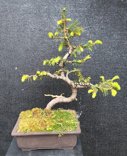 Super prezzo bonsai abete - bonsai, di