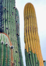Cereus pasacana VARIEGATED (El Alisal, Salta, ARGEWNTINA) 10 semi