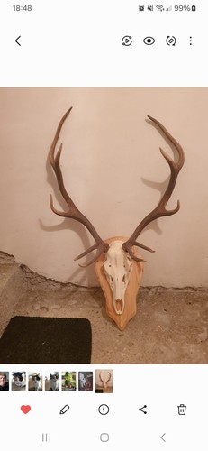 Palco cervo - di,