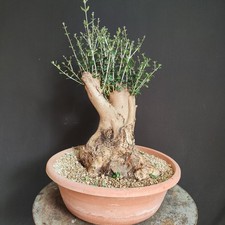 PRE BONSAI ESEMPLARE DI