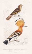 Upupa Epops Jynx Torquilla