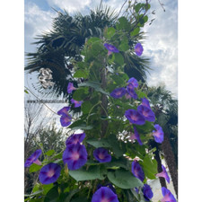 IPOMOEA PURPUREA(CAMPANELLA) RAMPICANTE, PIANTA FACILE. SPEDIZIONE TRACCIATA.