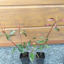 40 Piante di Photinia red