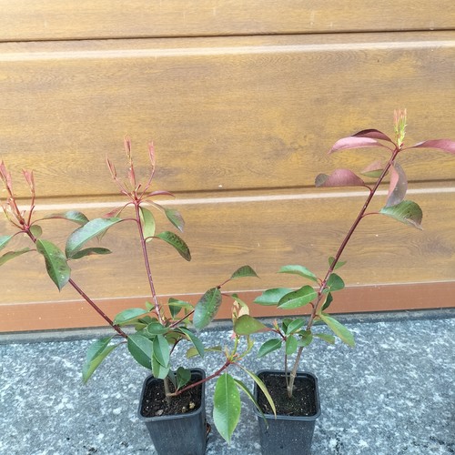 Piante photinia red - di,