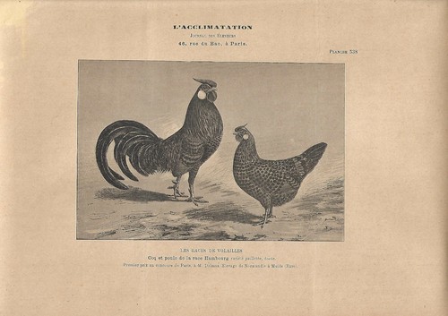 Stampa antica gallo gallina - stampa,