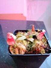 Pianta carnivora - Nepenthes