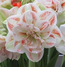 Amaryllis Giglio Bulbi Doppio