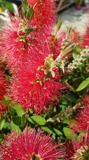 Callistemon laevis / Rince