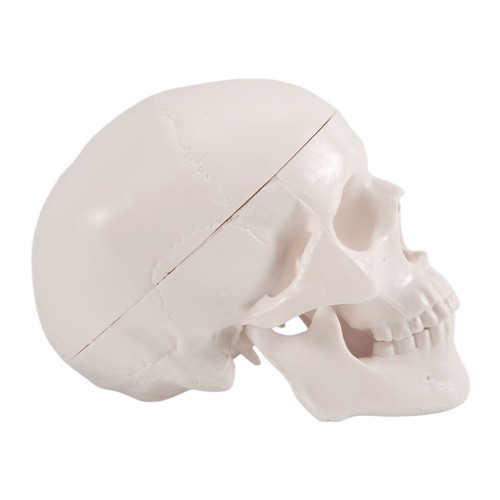 Modello cranio umano - modello, di