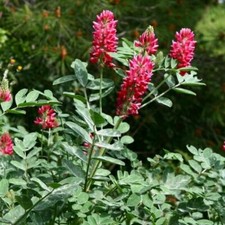 Sulla Hedysarum coronarium - Semi -kg.1