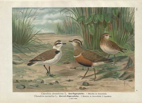 Stampa antica uccelli fratino - antica,