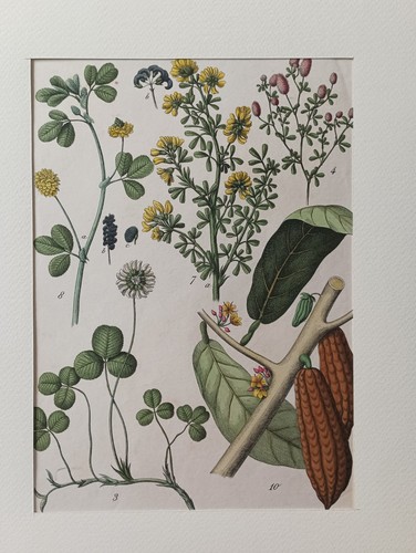 Stampa antica botanica 1853 - antica,
