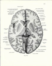 Stampa antica ANATOMIA  del