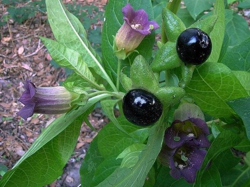 Semi atropa belladonna - 15,