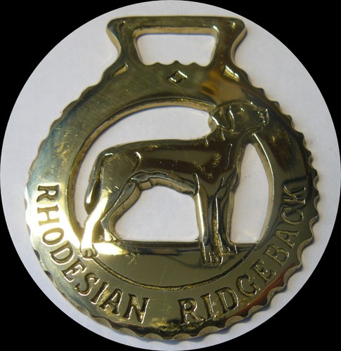 Rhodesian ridgeback cavallo - rhodesian, in