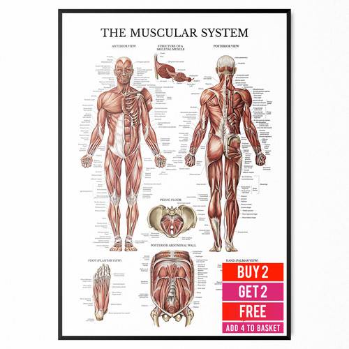 Poster anatomico per sistema - anatomico,