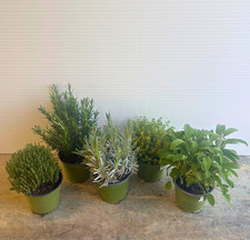 PIANTE AROMATICHE BIO